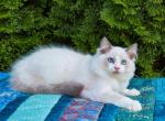 Bentley - Ragdoll Cat For Sale - Fairfax, VA, US