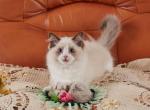 Barbie - Ragdoll Kitten For Sale - Richmond, VA, US