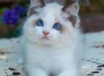 Bingo - Ragdoll Cat For Sale - Charlotte, NC, US