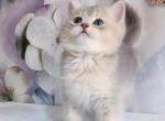 Grand - British Shorthair Cat For Sale - Charlotte, NC, US