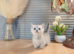 mia - Munchkin Cat For Sale - Staten Island, NY, US