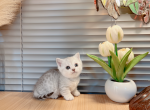 ella - Munchkin Cat For Sale - Staten Island, NY, US