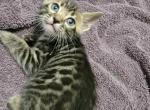 Pippin's Litter 1 - Bengal Cat For Sale - Tenino, WA, US