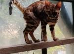 Osiris - Bengal Cat For Sale - Buellton, CA, US