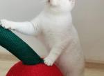 Mickusha - British Shorthair Cat For Sale - Buffalo, NY, US
