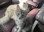 Penny - Maine Coon Cat For Sale - San Antonio, TX, US