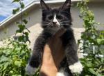 Oreo - Maine Coon Kitten For Sale - Hollywood, FL, US