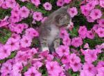 Willow - Domestic Kitten For Sale - New Holland, PA, US