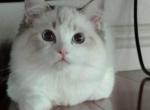 Nanno - Ragdoll Cat For Sale - Los Angeles, CA, US