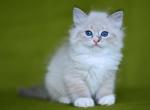 Truffle - Siberian Kitten For Sale - Pembroke Pines, FL, US