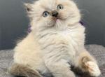 Graf - Ragdoll Cat For Sale - Norwalk, CT, US