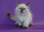 Clover - Siberian Cat For Sale - Norwalk, CT, US