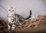 Cezar - Scottish Straight Cat For Sale - Norwalk, CT, US