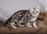 Cooper - Scottish Straight Cat For Sale - Norwalk, CT, US