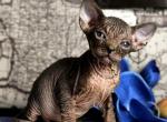 Lilian - Sphynx Cat For Sale - Norwalk, CT, US