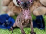 Talisman Elf - Sphynx Cat For Sale - Norwalk, CT, US