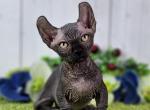 Mark Dwelf - Sphynx Cat For Sale - Norwalk, CT, US