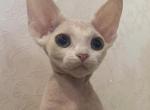 Asia - Devon Rex Cat For Sale - Miami, FL, US