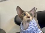 Engel - Devon Rex Cat For Sale - Miami, FL, US