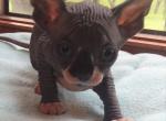 Sara - Sphynx Cat For Sale - Racine, WI, US