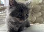 Buttons - Munchkin Cat For Sale - Salem, OR, US