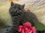 Lion - British Shorthair Cat For Sale - Fort Wayne, IN, US