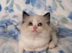 Seal bicolor girl - Ragdoll Cat For Sale - Knoxville, TN, US