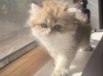 Blossom - British Shorthair Cat For Sale - San Francisco, CA, US