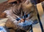 Sweet CFA Registered Tabby - Persian Cat For Sale - Perry, FL, US