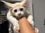 Fred - Maine Coon Kitten For Sale - Hollywood, FL, US