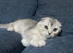 Aiken - Scottish Fold Cat For Sale - New York, NY, US