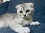 Boots - Scottish Fold Cat For Sale - New York, NY, US