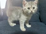 Dolly - Scottish Straight Cat For Sale - New York, NY, US