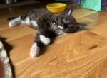 H2Hero - Maine Coon Cat For Sale - Buford, GA, US