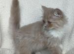 Lilac Minuet Male Kitten - Minuet Kitten For Sale - IN, US