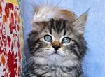 Dicer - Siberian Cat For Sale - San Diego, CA, US