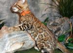 NEW LITTERS BORN Brown Silver Snow Bengal Kittens - Bengal Kitten For Sale - MI, US