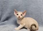 Alf Las Vegas - Devon Rex Cat For Sale - Brooklyn, NY, US