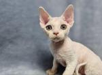 Alex Las Vegas - Devon Rex Cat For Sale - Brooklyn, NY, US