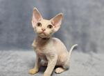 Adele - Devon Rex Cat For Sale - Brooklyn, NY, US