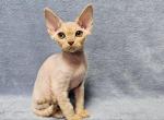 Athos Las Vegas - Devon Rex Cat For Sale - Brooklyn, NY, US