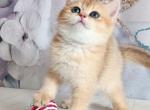 Emma - British Shorthair Cat For Sale - State College, PA, US