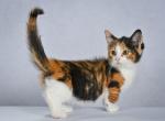 Yuma - Munchkin Cat For Sale - Hollywood, FL, US