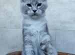 Talisman Polydactyl - Maine Coon Cat For Sale - Hollywood, FL, US