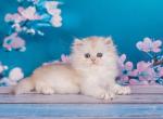 Tiramisu - Scottish Straight Cat For Sale - Norwalk, CT, US