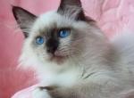 Odelina - Siberian Cat For Sale - Brighton, CO, US