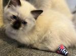 Brown collar boy - Ragdoll Cat For Sale - Chambersburg, PA, US