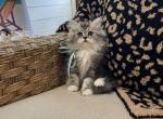 Bruce - Persian Cat For Sale - Creighton, MO, US