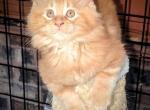 Duke - Maine Coon Cat For Sale - Waukesha, WI, US