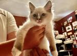 READY JULY 7 - Ragdoll Cat For Sale - Mount Joy, PA, US